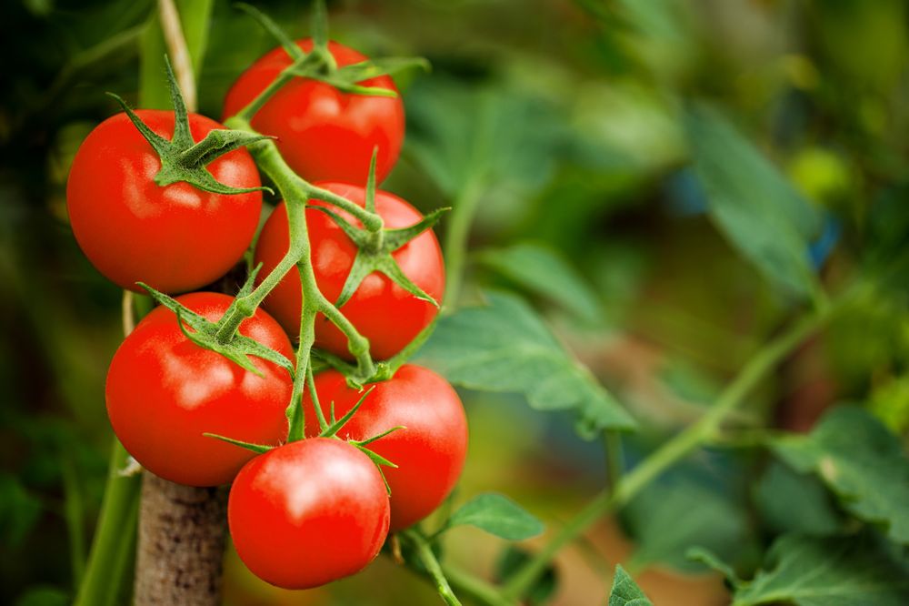 Tomatoes for skin care