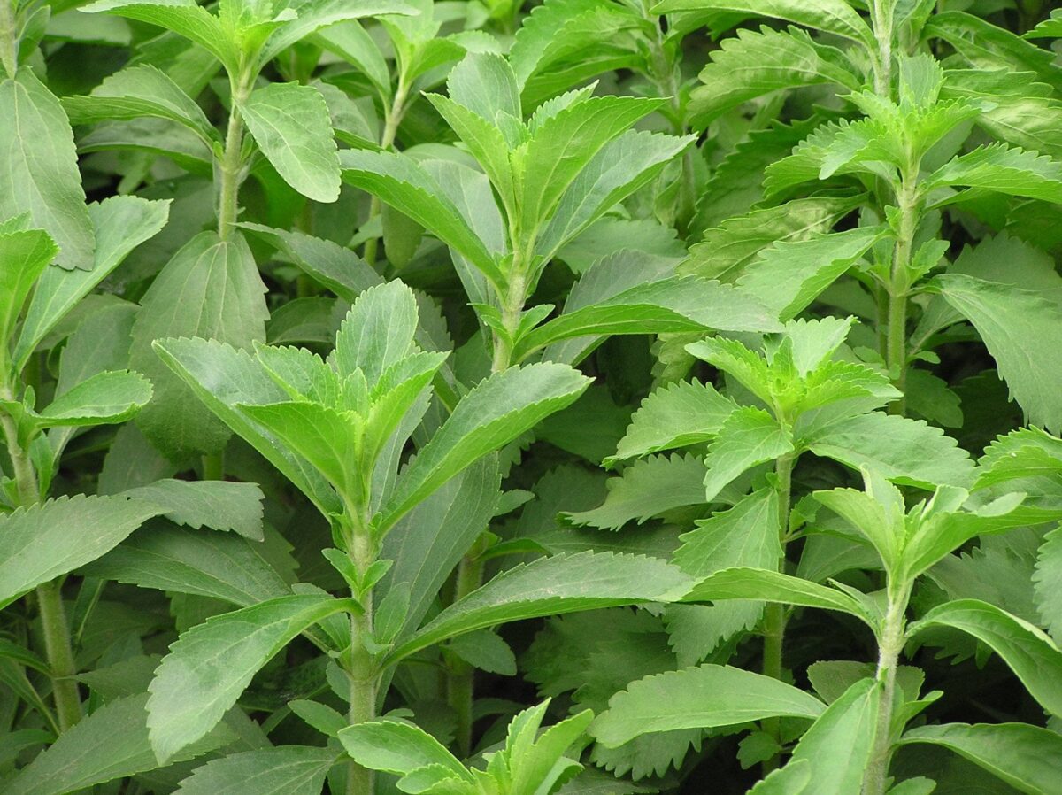 stevia plant